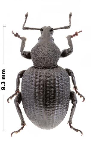 Otiorhynchus droveniki